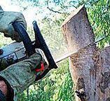  Vandenberg Village, CA Tree Care Pros