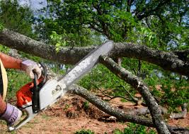 Best Tree Health Inspection  in Vandenberg Village, CA