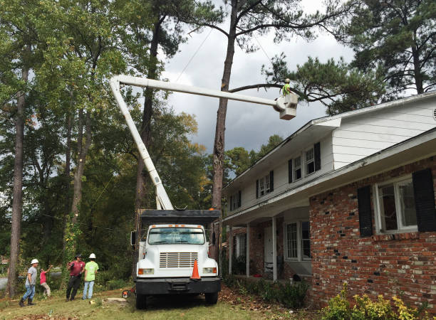 Best Arborist Consultation Services  in Vandenberg Village, CA