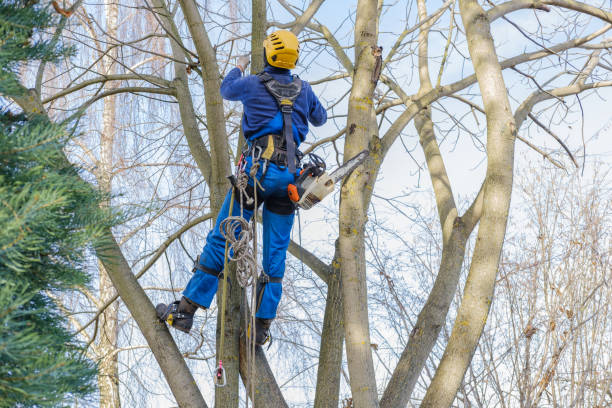 Best Tree Trimming and Pruning  in Vandenberg Village, CA
