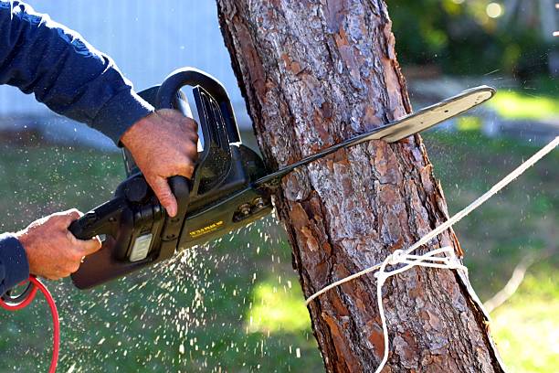 How Our Tree Care Process Works  in  Vandenberg Village, CA