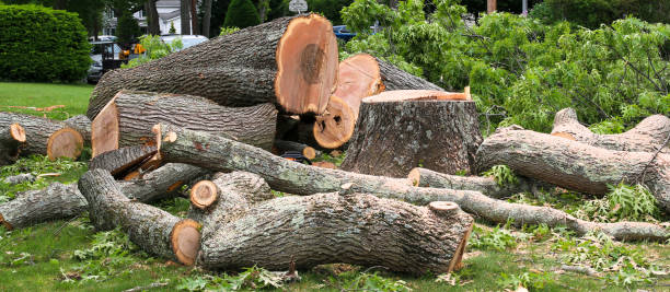 Trusted Vandenberg Village, CA Tree Care Experts