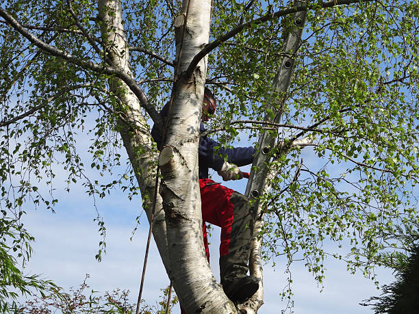 Best Tree Preservation Services  in Vandenberg Village, CA